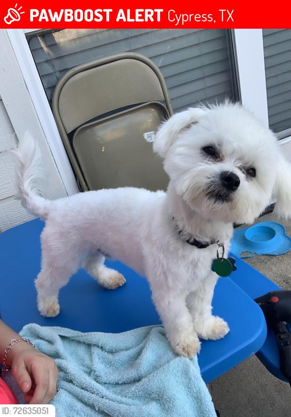 Lost Male Dog last seen CYPRESS VILLAGE NEIGHBORHOOD , Cypress, TX 77429