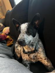 Lost Male Dog last seen Grand Ave & Arbolado Ln, Lake Elsinore, CA 92530