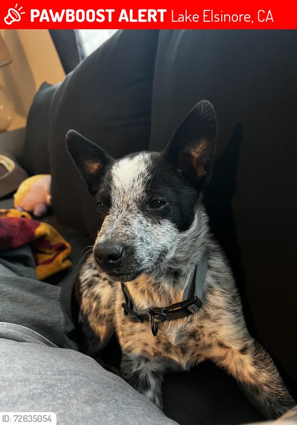 Lost Male Dog last seen Grand Ave & Arbolado Ln, Lake Elsinore, CA 92530
