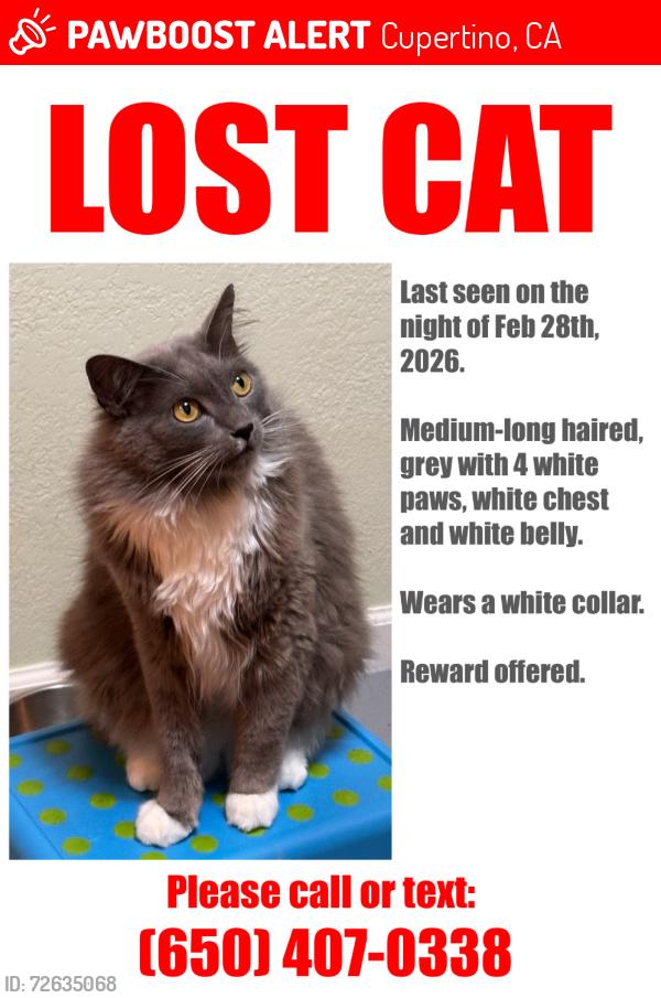 Lost Male Cat last seen Olive Ave, Cupertino, CA 95014