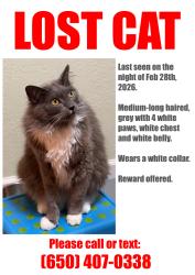 Lost Male Cat last seen Olive Ave, Cupertino, CA 95014