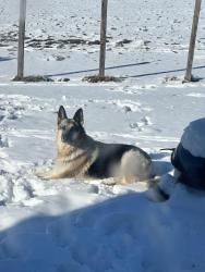 Lost Female Dog last seen Pendleton Pike and Oaklandon , Indianapolis, IN 46235