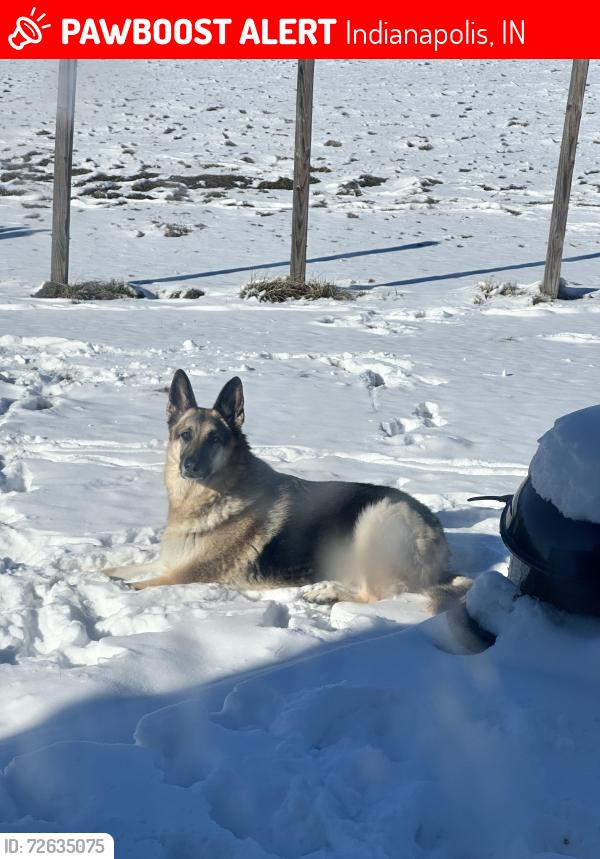 Lost Female Dog last seen Pendleton Pike and Oaklandon , Indianapolis, IN 46235
