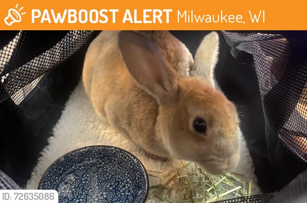 Found/Stray Unknown Rabbit last seen 33rd and Lincoln, Milwaukee, WI 53215
