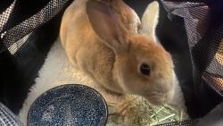 Found/Stray Unknown Rabbit last seen 33rd and Lincoln, Milwaukee, WI 53215