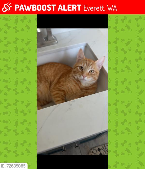 Lost Male Cat last seen 3rd Dr W, Everett, WA 98203, Everett, WA 98203
