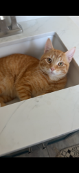 Lost Male Cat last seen 3rd Dr W, Everett, WA 98203, Everett, WA 98203