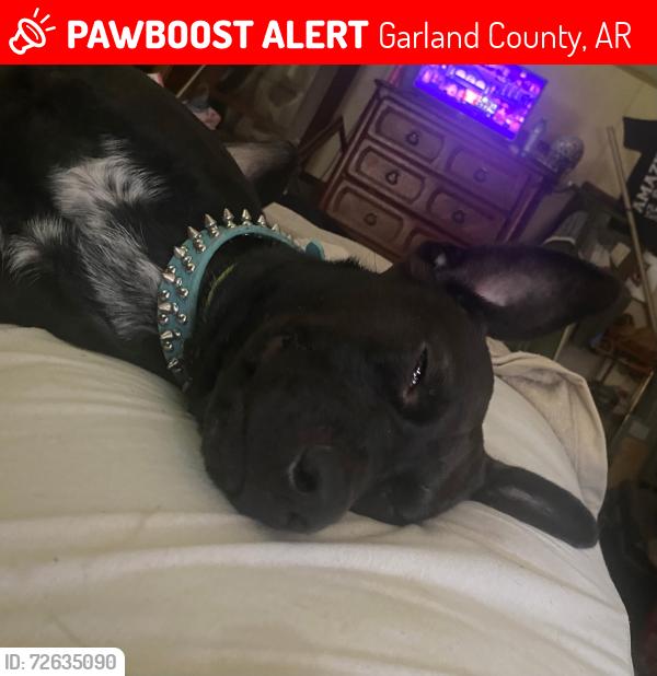 Lost Male Dog last seen kreylon drive, Garland County, AR 71913