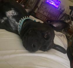 Lost Male Dog last seen kreylon drive, Garland County, AR 71913
