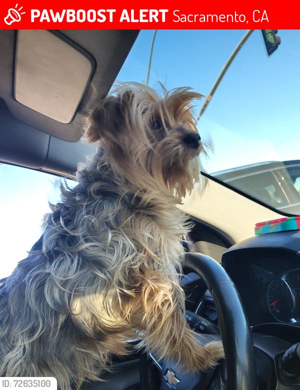 Lost Female Dog last seen Cross streets Franklin and Mack RD, Sacramento, CA 95823