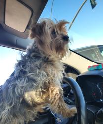 Lost Female Dog last seen Cross streets Franklin and Mack RD, Sacramento, CA 95823