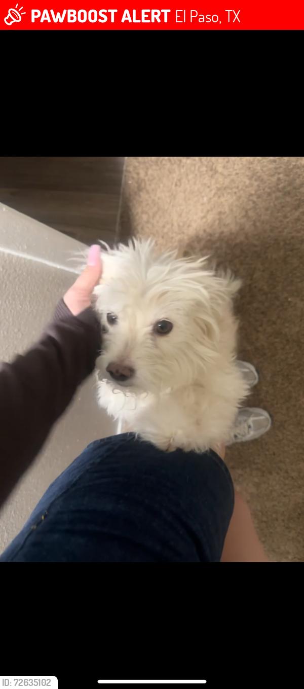 Lost Female Dog last seen Near cielovista , El Paso, TX 79925