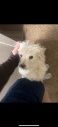 Lost Female Dog last seen Near cielovista , El Paso, TX 79925