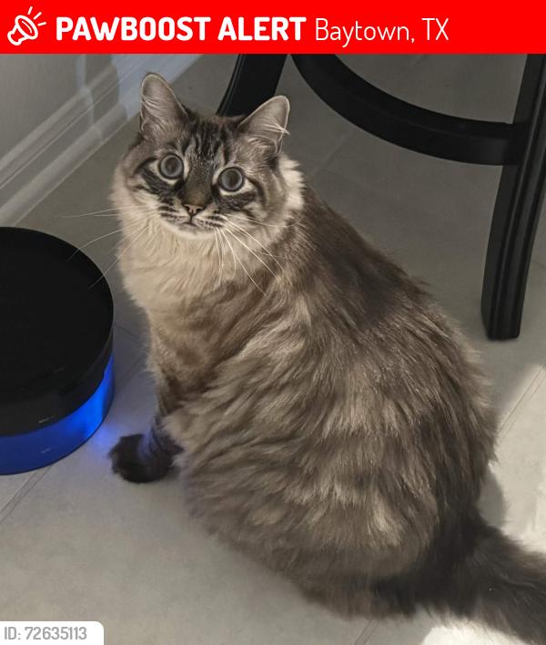 Lost Male Cat last seen E Wallisville Rd, near dollar tree, Baytown, TX 77521