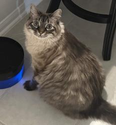 Lost Male Cat last seen E Wallisville Rd, near dollar tree, Baytown, TX 77521