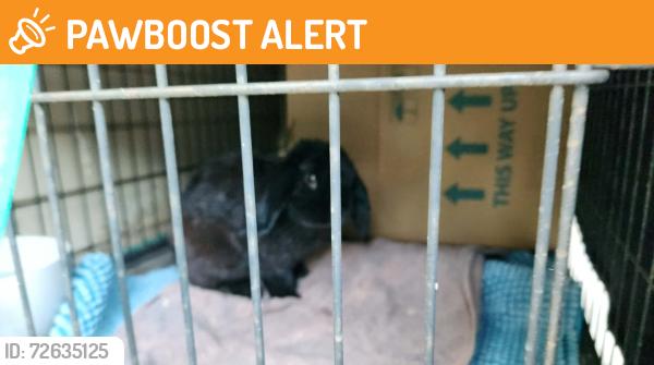 Found/Stray Unknown Rabbit last seen Campbelltown shops north east rd , Campbelltown, NSW 2560