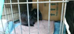 Found/Stray Unknown Rabbit last seen Campbelltown shops north east rd , Campbelltown, NSW 2560