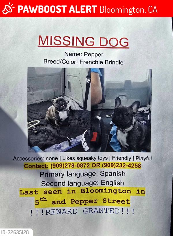 Lost Female Dog last seen 4St and Pepper St , Bloomington, CA 92316