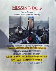 Lost Female Dog last seen 4St and Pepper St , Bloomington, CA 92316