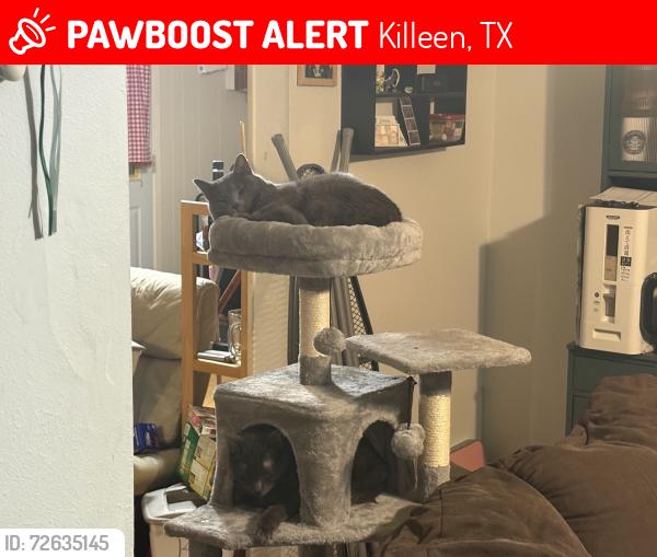 Lost Male Cat last seen Shopping center and bank, Killeen, TX 76543