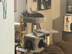 Lost Male Cat last seen Shopping center and bank, Killeen, TX 76543