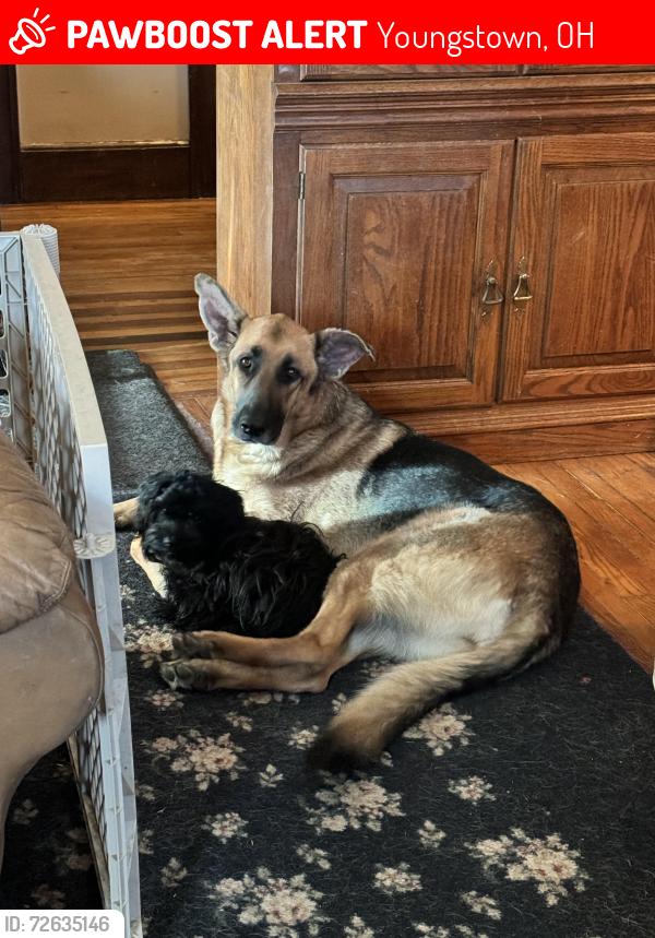 Lost Female Dog last seen Brookwood rd and market st , Youngstown, OH 44512