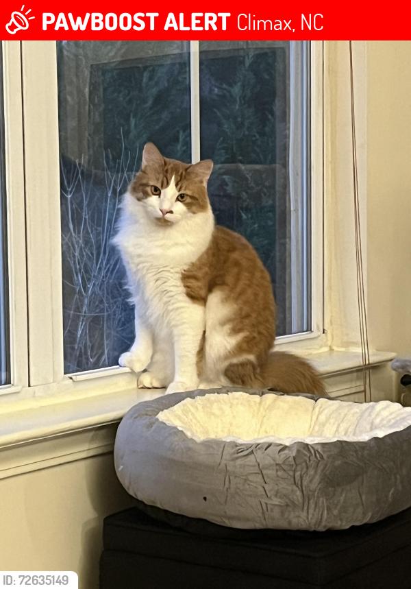 Lost Male Cat last seen Elks forest Dr, Climax, NC 27233