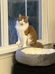 Lost Male Cat last seen Elks forest Dr, Climax, NC 27233