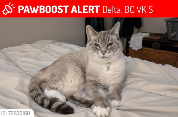 Lost Female Cat last seen Dawn Dr and 62 St, Delta, BC V4K 4S1
