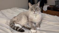 Lost Female Cat last seen Dawn Dr and 62 St, Delta, BC V4K 4S1