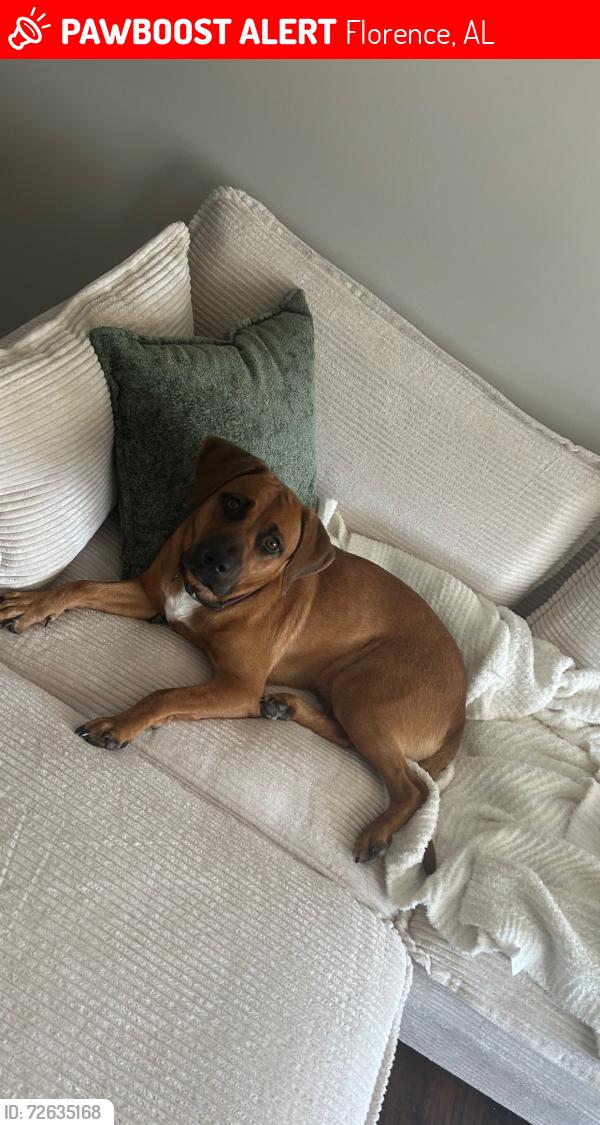 Lost Male Dog last seen Oak Ridge apmts , Florence, AL 35630