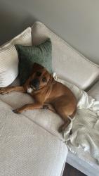 Lost Male Dog last seen Oak Ridge apmts , Florence, AL 35630