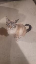 Found/Stray Male Cat last seen Highlands Chapel Creek, Fort Worth, TX 76108