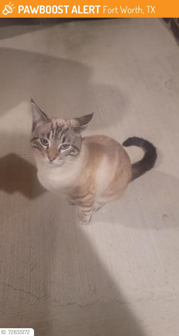 Found/Stray Male Cat last seen Highlands Chapel Creek, Fort Worth, TX 76108