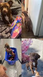 Lost Female Dog last seen Scofield ave , East Palo Alto, CA 94303