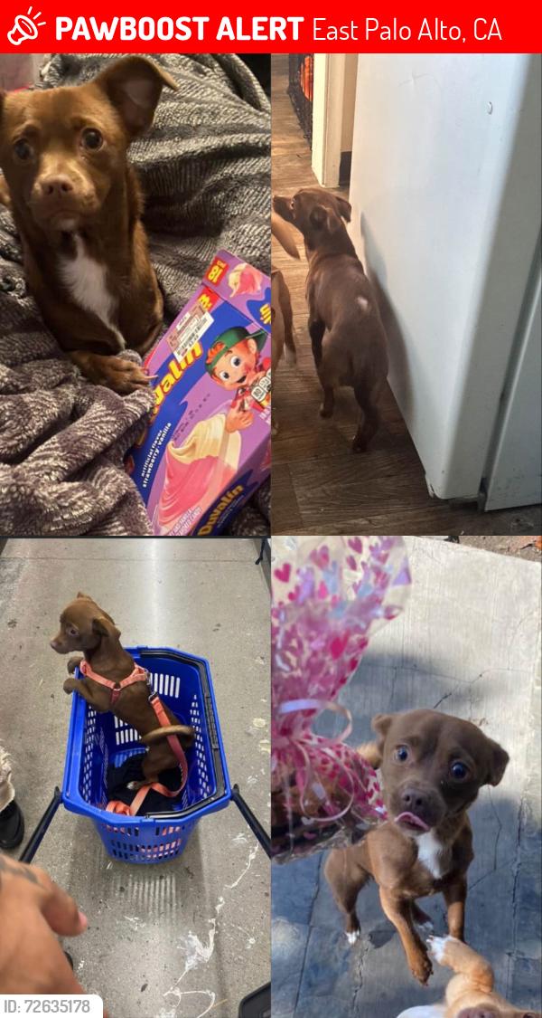 Lost Female Dog last seen Scofield ave , East Palo Alto, CA 94303