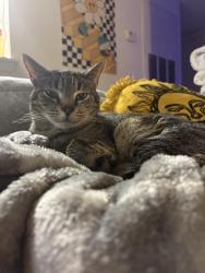Lost Male Cat last seen Near United Methodist Church, Mooresville, NC 28115