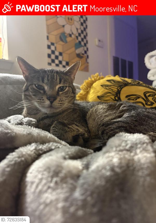 Lost Male Cat last seen Near United Methodist Church, Mooresville, NC 28115