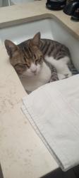 Lost Male Cat last seen Fullton and victory, Los Angeles, CA 91401