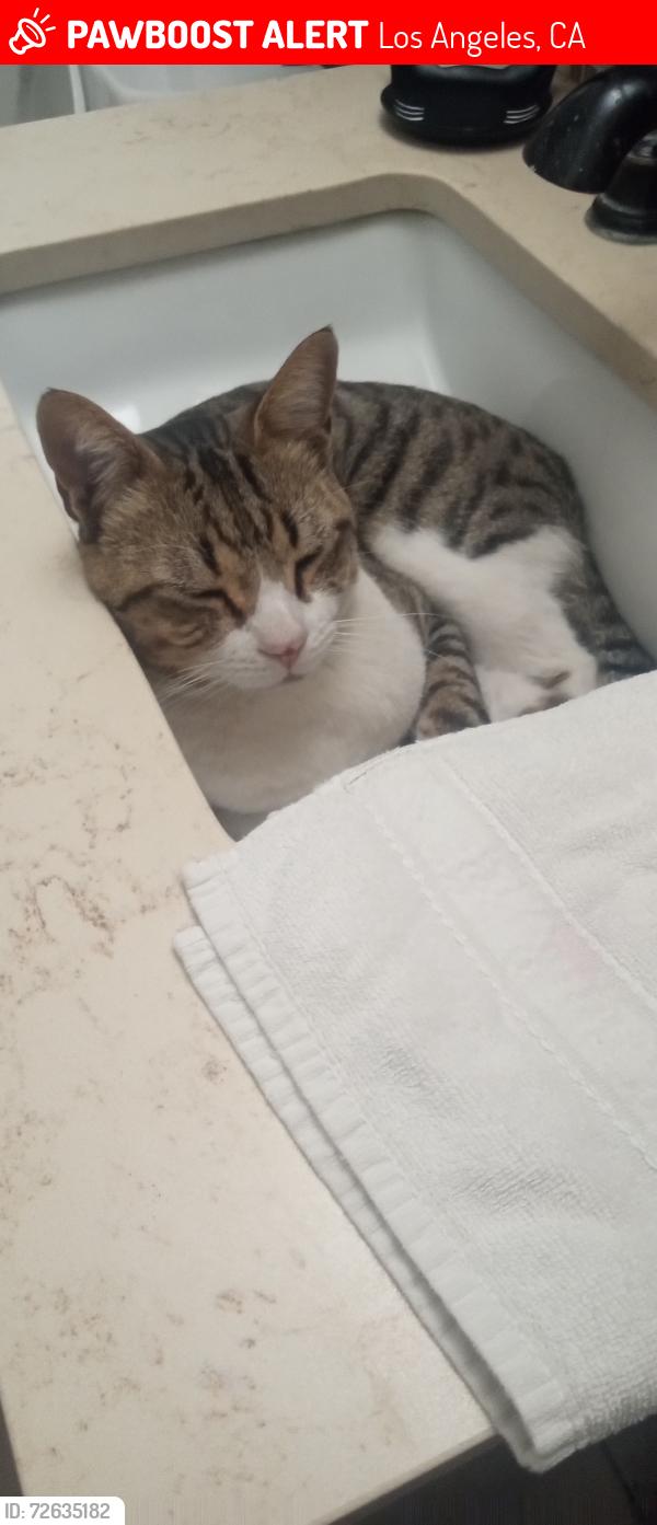 Lost Male Cat last seen Fullton and victory, Los Angeles, CA 91401