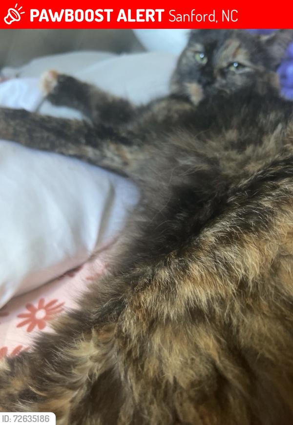 Lost Female Cat last seen Gloucester DR & Golden Horseshoe LN, Sanford, NC 27330