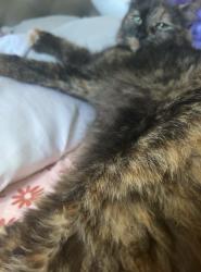 Lost Female Cat last seen Gloucester DR & Golden Horseshoe LN, Sanford, NC 27330