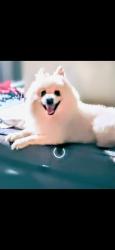 Lost Male Dog last seen Maggie u e, Houston, TX 77051