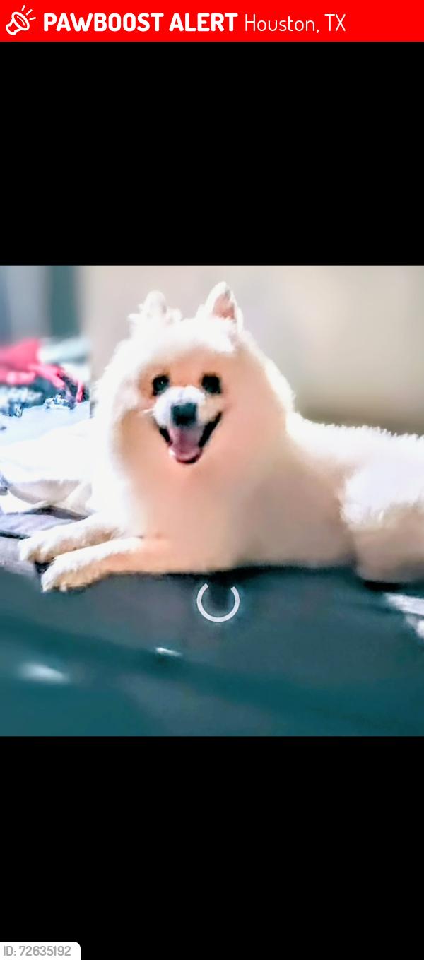Lost Male Dog last seen Maggie u e, Houston, TX 77051