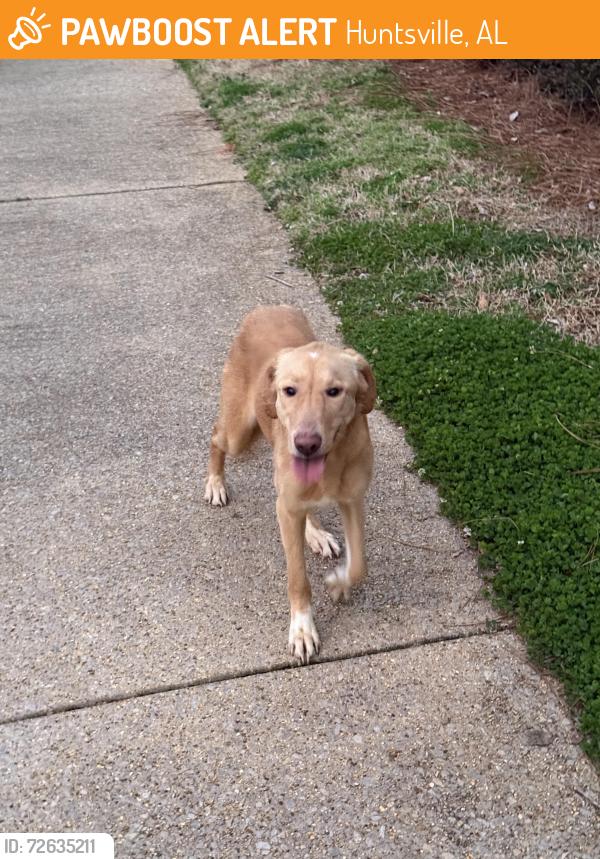 Found/Stray Female Dog last seen Sunlake at Edgewater , Huntsville, AL 35824