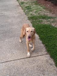 Found/Stray Female Dog last seen Sunlake at Edgewater , Huntsville, AL 35824