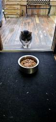 Found/Stray Unknown Cat last seen Elsienna, Cleveland, OH 44135