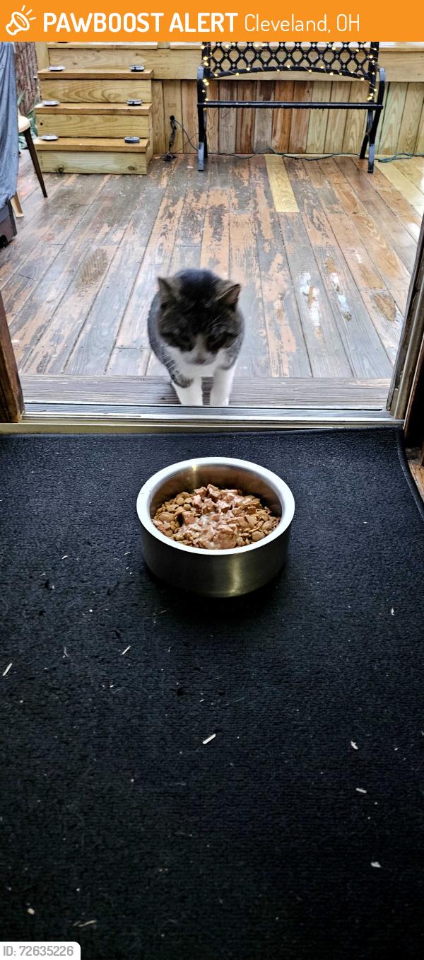 Found/Stray Unknown Cat last seen Elsienna, Cleveland, OH 44135
