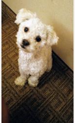 Lost Male Dog last seen Near e Evan’s st San Jacinto ca 92543, San Jacinto, CA 92583