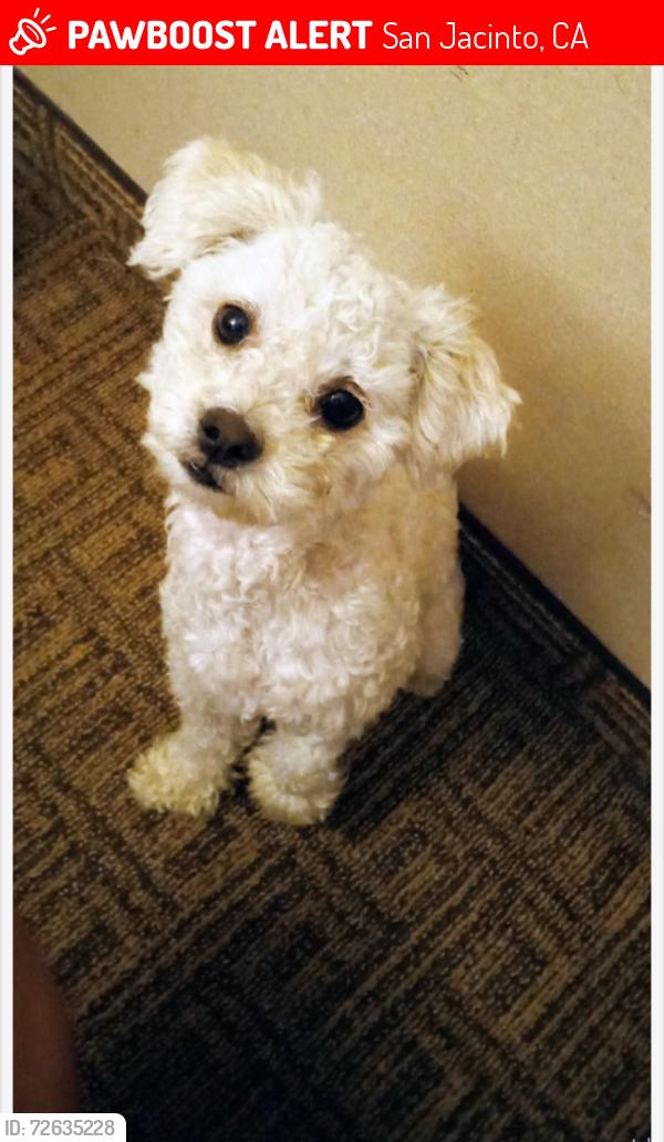 Lost Male Dog last seen Near e Evan’s st San Jacinto ca 92543, San Jacinto, CA 92583